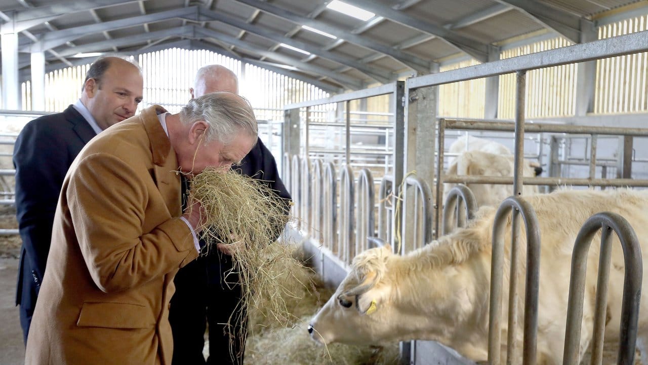 Ist das Heu gut? Prinz Charles geht der Sache in einem Kuhstall in Llandeilo (Wales) auf den Grund.