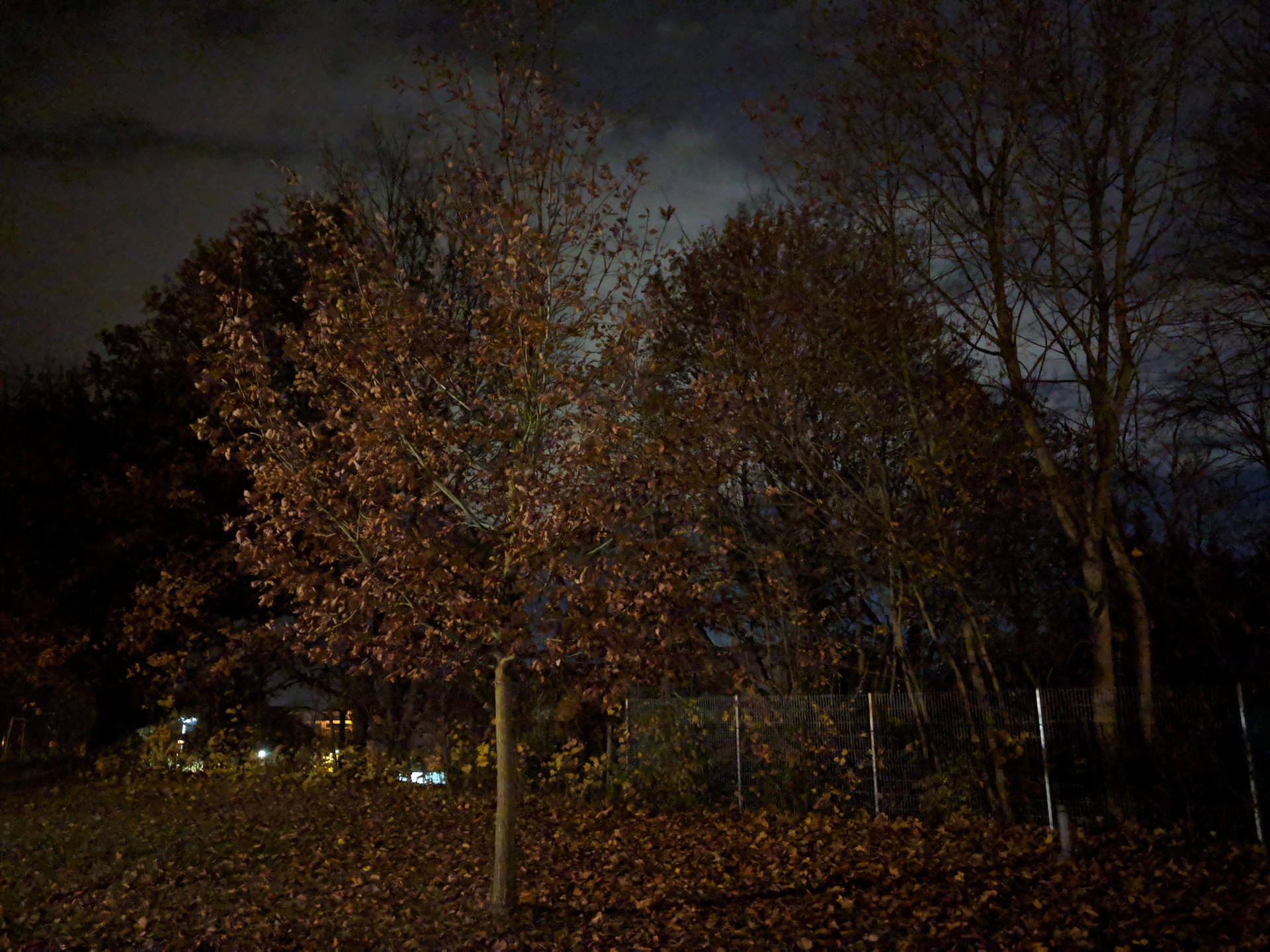 Bäume bei Nacht ohne Nachtsicht-Modus: Schon bei minimalem Lichteinfall sieht man den Unterschied bei dem neuen Softwareupdate.