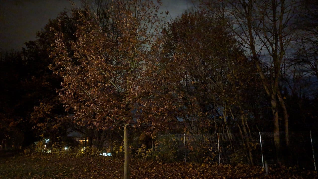 Bäume bei Nacht ohne "Nachtsicht"-Modus.