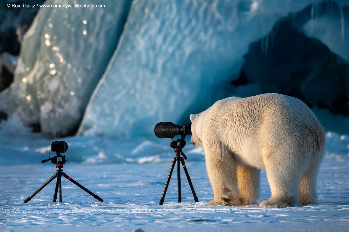 Und dieser Eisbär interessiert sich für Fotografie.