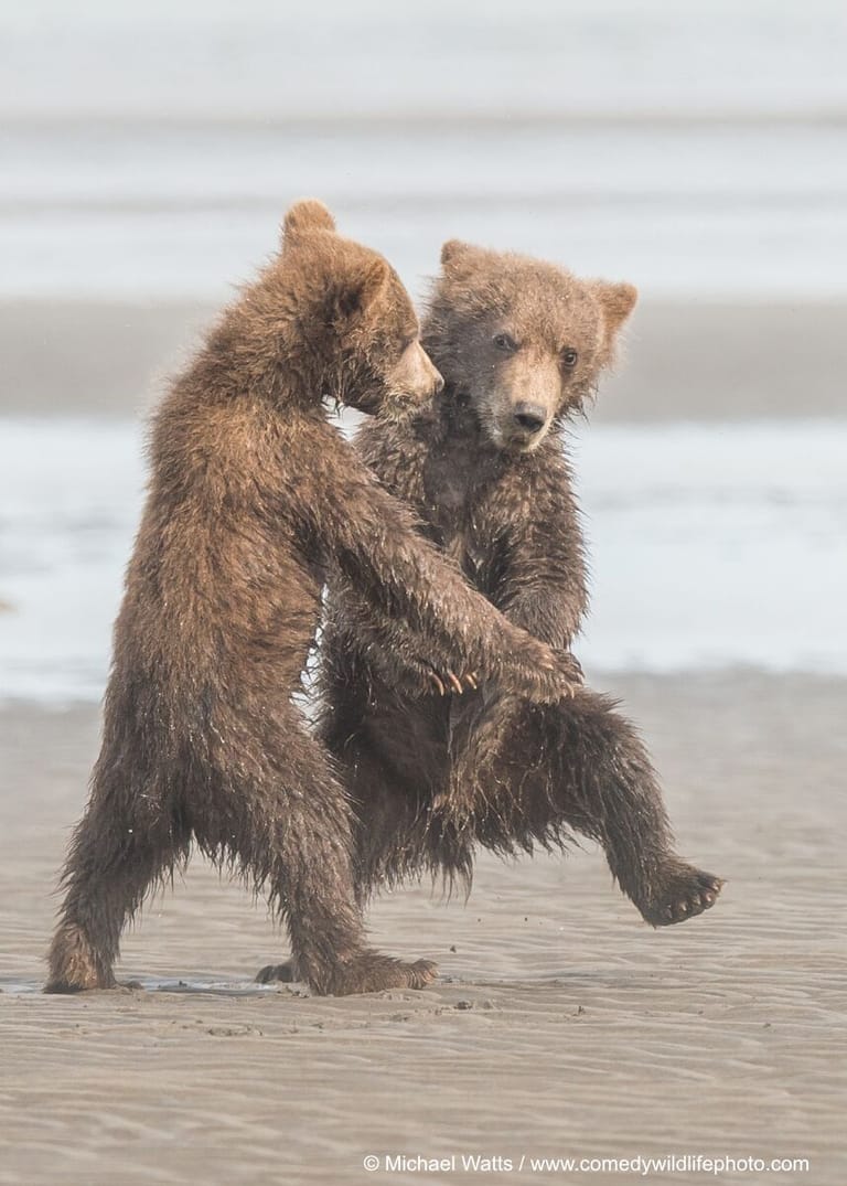 Auch diese beide jungen Bären sehen aus wie Tänzer.