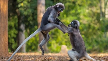 Zwei streitende Affen: nominiert für den Award.
