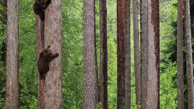 Bärenkinder auf dem Baum, ebenfalls nominiert.