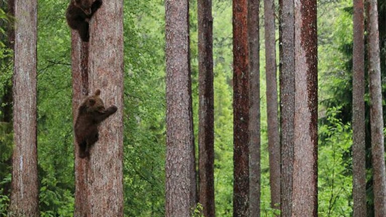 Bärenkinder auf dem Baum, ebenfalls nominiert.