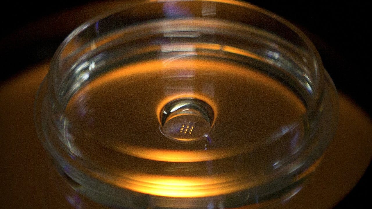 Eine Mikroplatte mit Embryonen, die mit Cas9-Protein und PCSK9 sgRNA injiziert wurden.