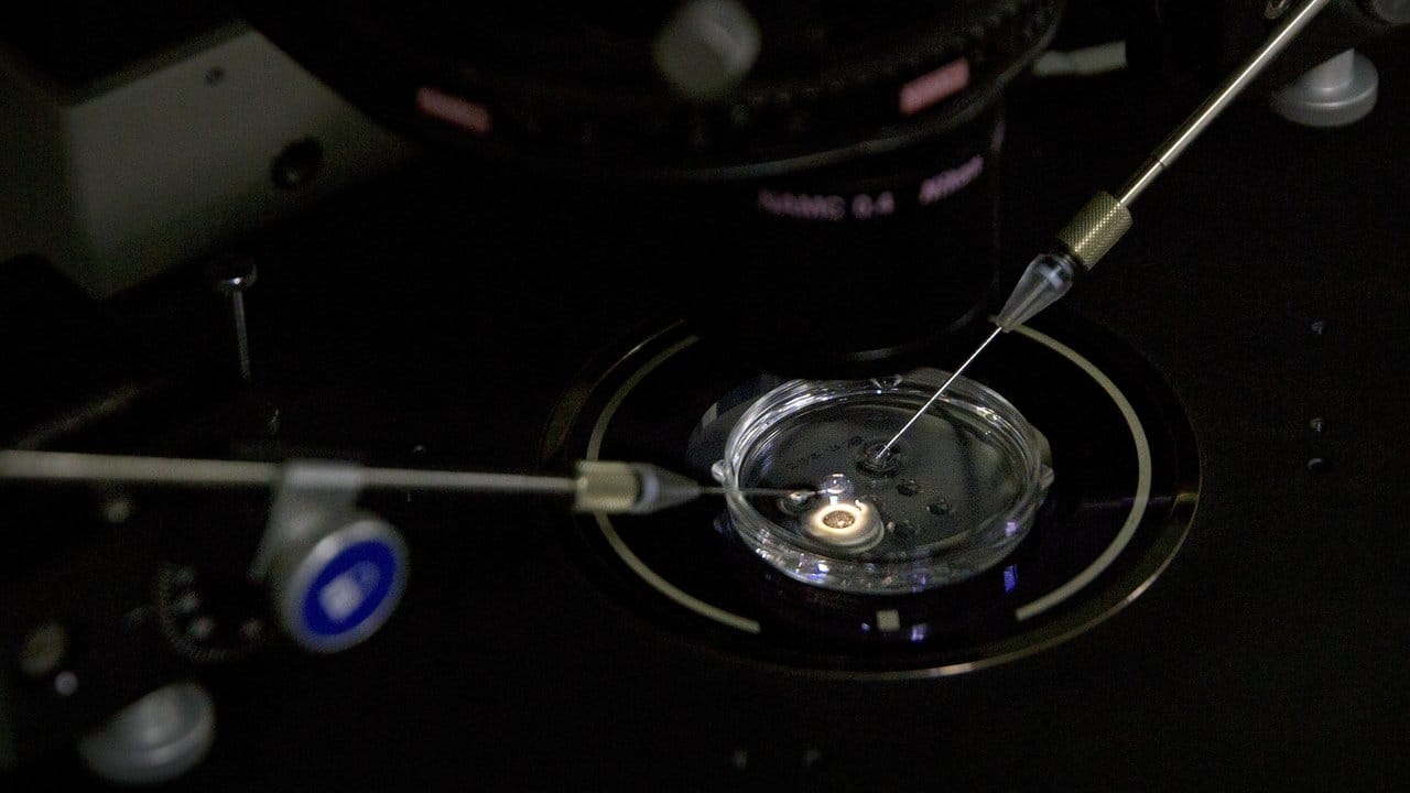 Ein Embryo erhält eine kleine Dosis Cas9-Protein und PCSK9 sgRNA in einem Spermieninjektionsmikroskop.