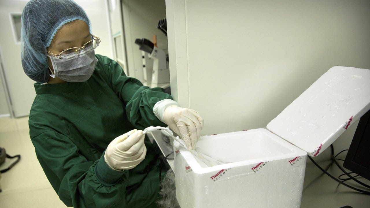 Zhou Xiaoqin platziert einen Embryo in seinem Speicherrohr in ein flüssiges Stickstoffbad.