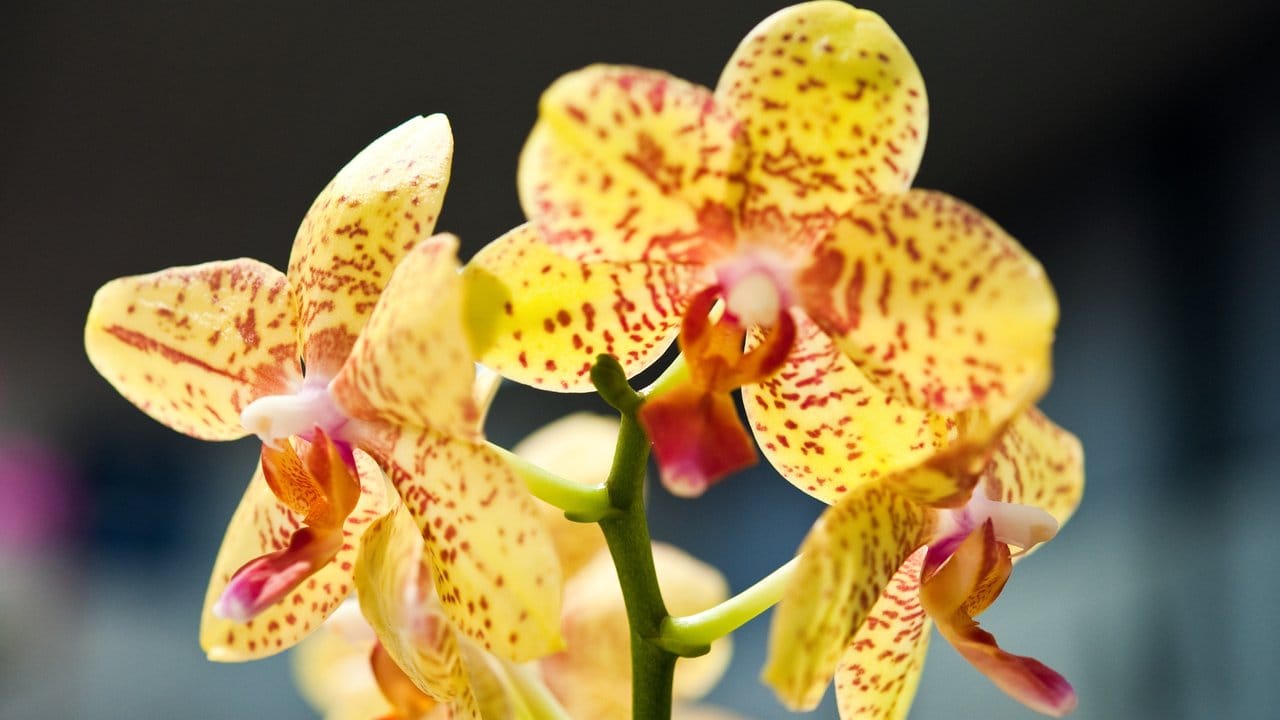 Gepunktete Blüten und dazu die Farbe Gelb: Zwei Trends bei den Schmetterlingsorchideen, die auch unter dem Namen Phalaenopsis bekannt sind.