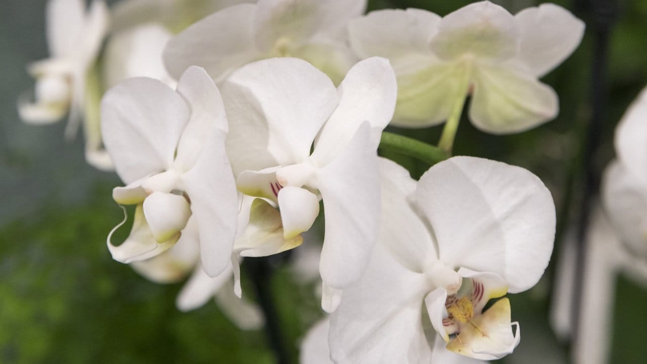 Der Name der Schmetterlingsorchidee geht vermutlich auf die Blütenform zurück: Entfernt betrachtet wirkt es, als würden sich auf dem Stängel Insekten mit schön geformten Flügeln tummeln.