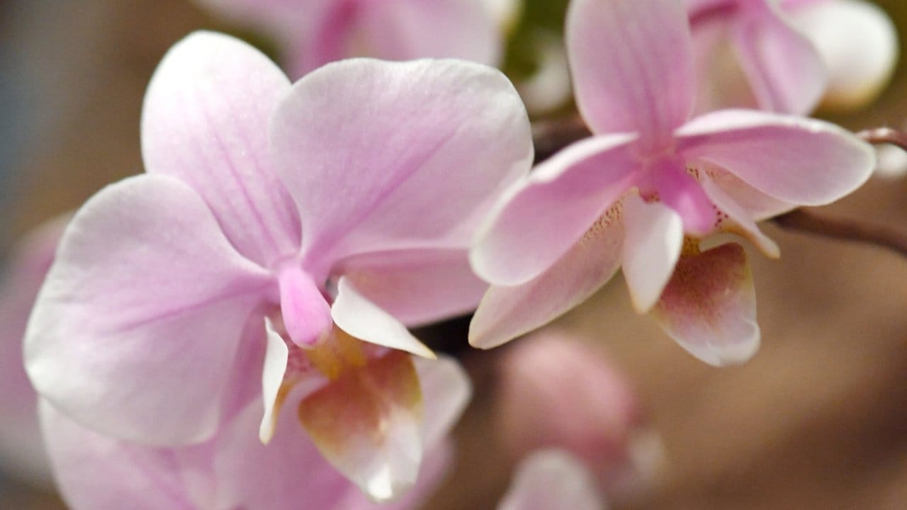 Beliebt sind aktuell rosafarbene Exemplare der Schmetterlingsorchidee.