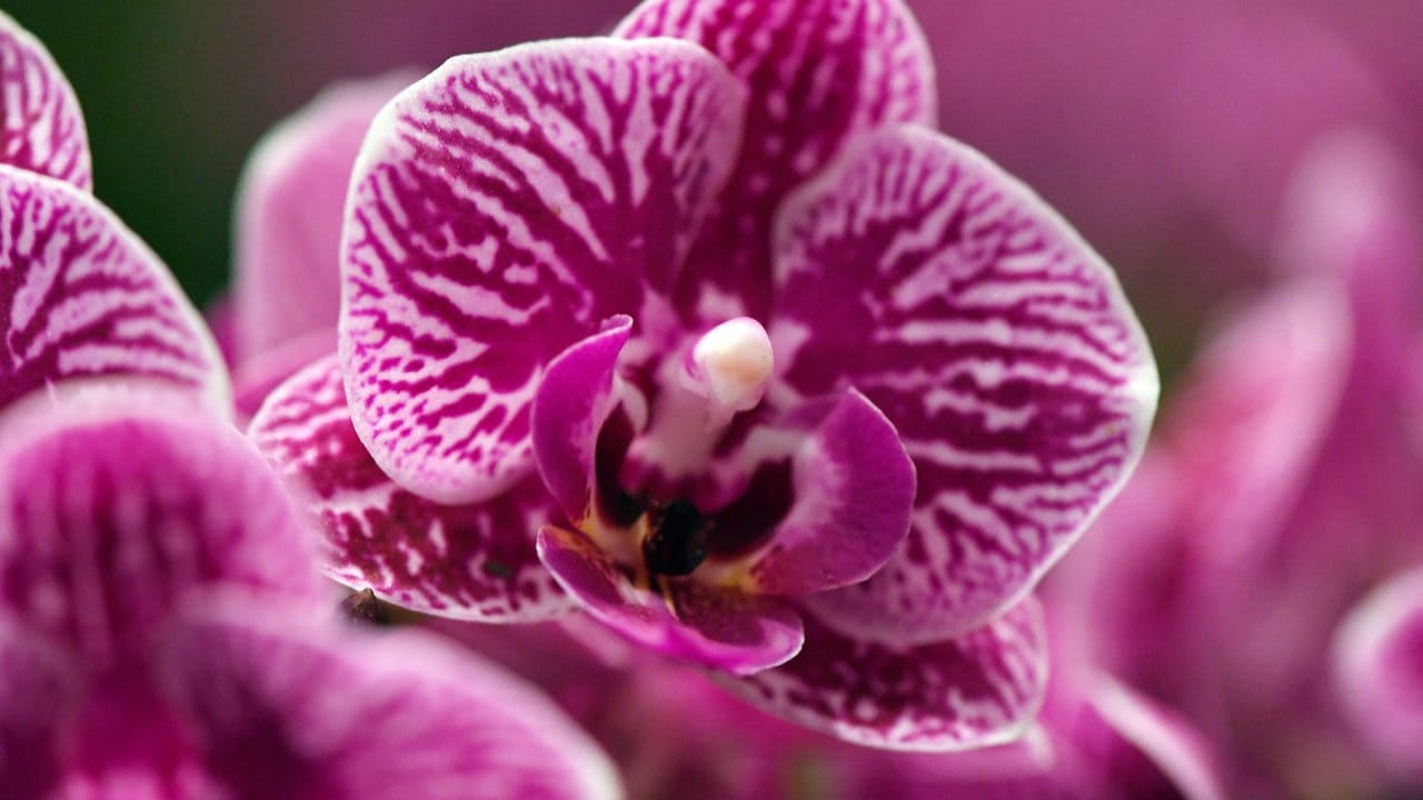 Phalaenopsis-Blüten können vielfältige Muster tragen, zum Beispiel Streifen.