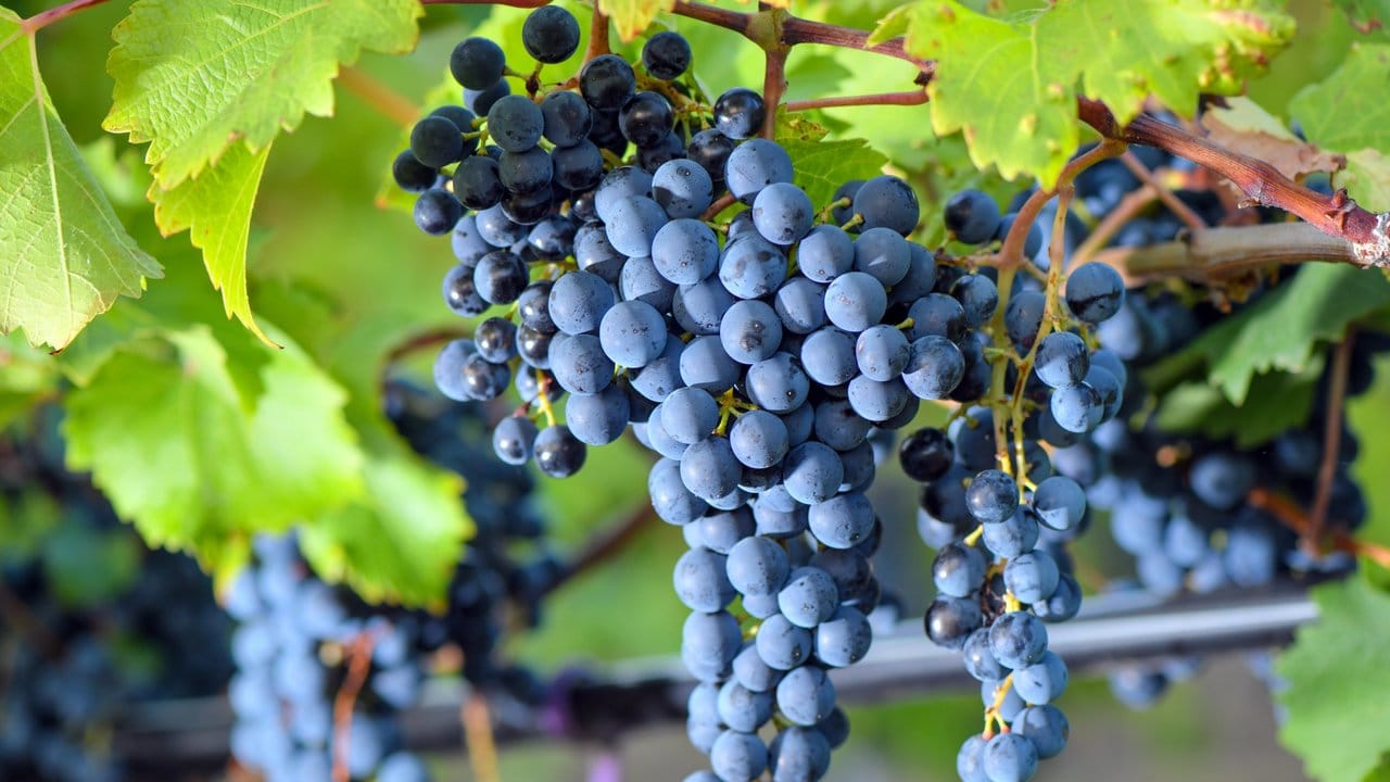 Wein wird häufig in der Heiligen Schrift erwähnt - er ist eines der typischen Bibelgewächse, die sich auch in Deutschland anbauen lassen.