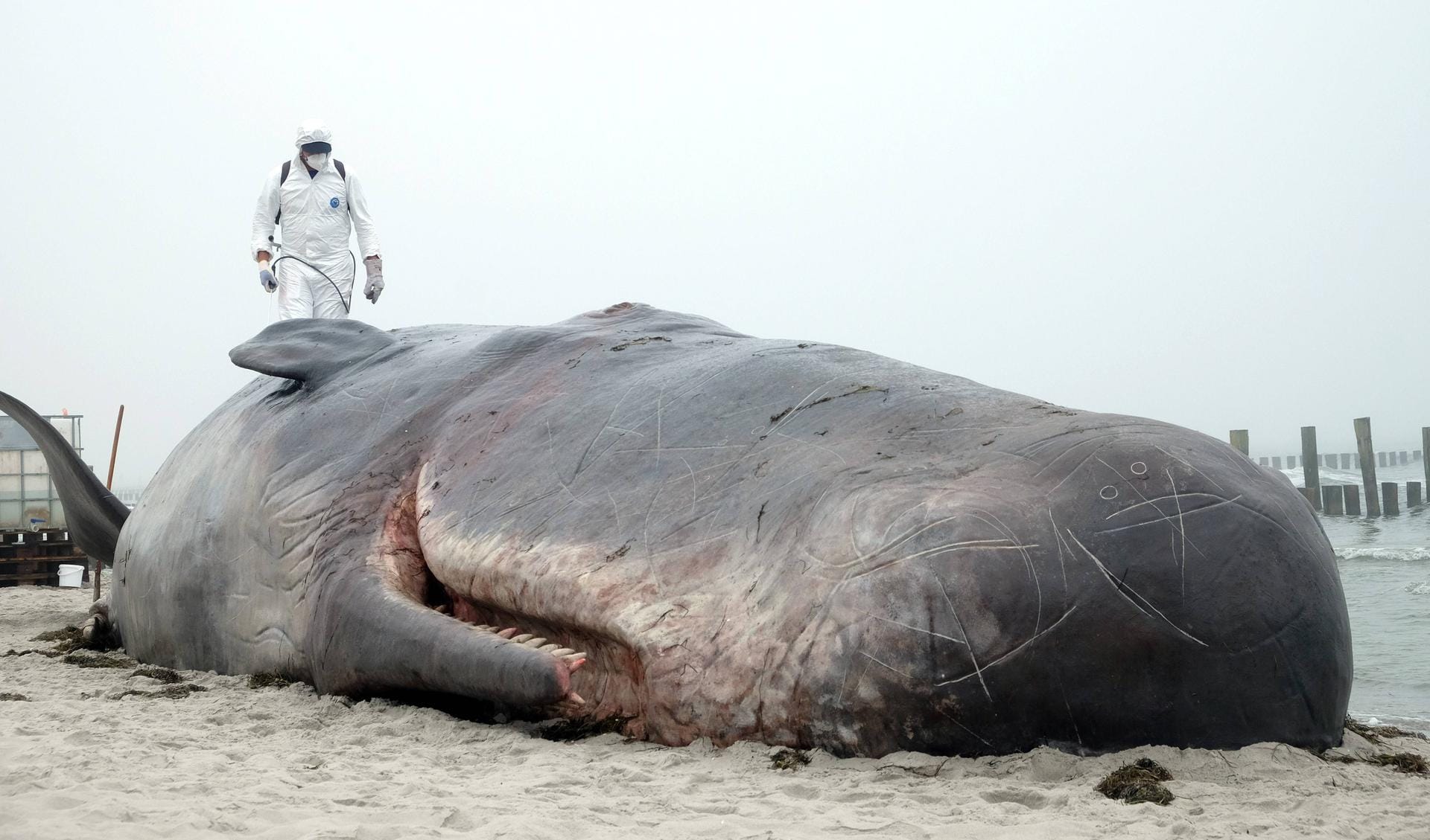 Nicht als Strandgut, sonders als glatter "Walbetrug" entpuppte sich der vermeintliche Fund eines 17 Meter langen Pottwals an der Seebrücke in Zingst. Künstler des belgischen Kollektivs "Captain Boomer" hatten die Großattrape aus Plastik im Mai an den Strand des Darßer Ferienortes gebracht. Nicht als Strandgut, sonders als glatter "Walbetrug" entpuppte sich der vermeintliche Fund eines 17 Meter langen Pottwals an der Seebrücke in Zingst. Künstler des belgischen Kollektivs "Captain Boomer" hatten die Großattrape aus Plastik im Mai an den Strand des Darßer Ferienortes gebracht.