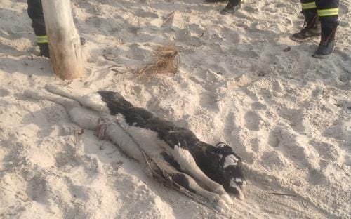 Fußgänger machten im 14. Juli 2014 am Strand von Prerow (Mecklenburg Vorpommern) eine traurige Entdeckung. Das Meer hatte die Kadaver zweier Kühe an Land gespült. Einsatzkräfte der Freiwilligen Feuerwehr rückten an, um sie zu bergen. Erst kurz zuvor war ein drittes Tier tot ans Ufer getrieben. Fußgänger machten im 14. Juli 2014 am Strand von Prerow (Mecklenburg Vorpommern) eine traurige Entdeckung. Das Meer hatte die Kadaver zweier Kühe an Land gespült. Einsatzkräfte der Freiwilligen Feuerwehr rückten an, um sie zu bergen. Erst kurz zuvor war ein drittes Tier tot ans Ufer getrieben.