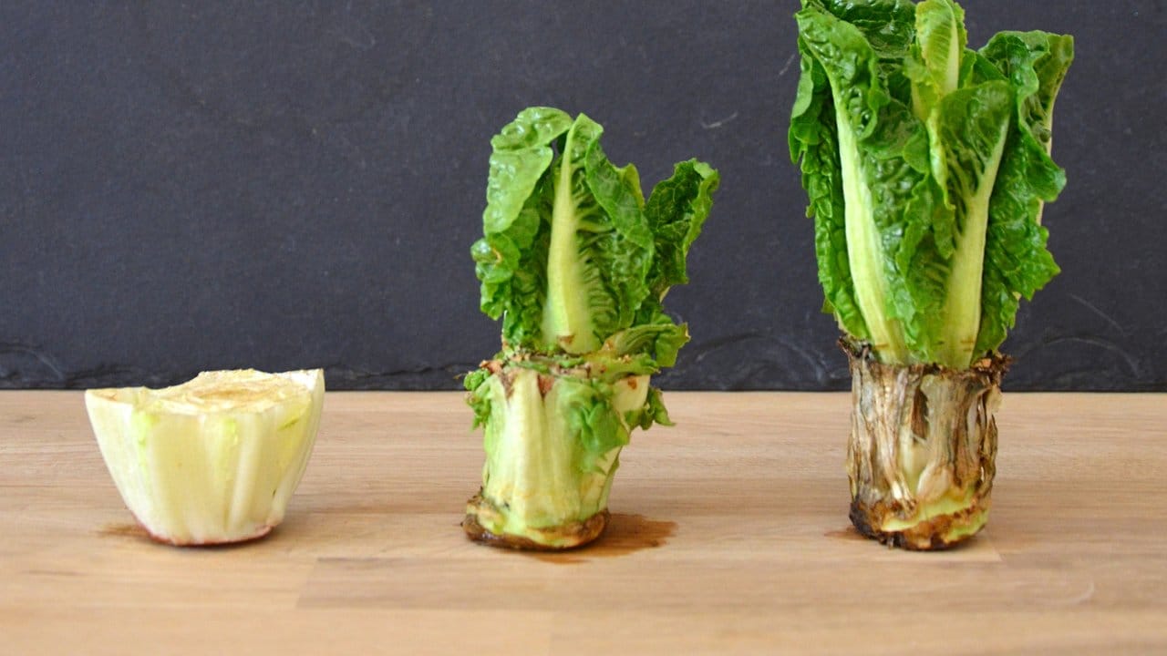 Aus einem Salatstrunk kann wieder eine Pflanze wachsen.