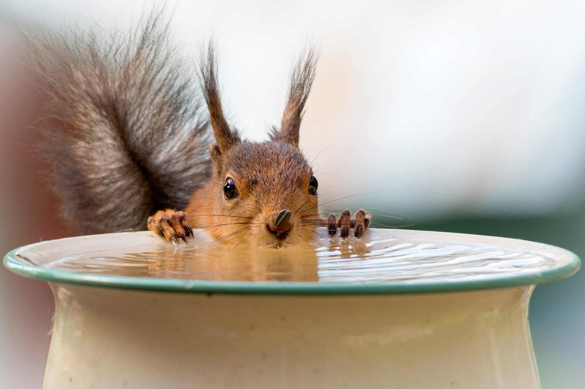 Ein Eichhörnchen beim Wassertrinken. Ein Sonnenblumenkern klebt noch an der Nase.
