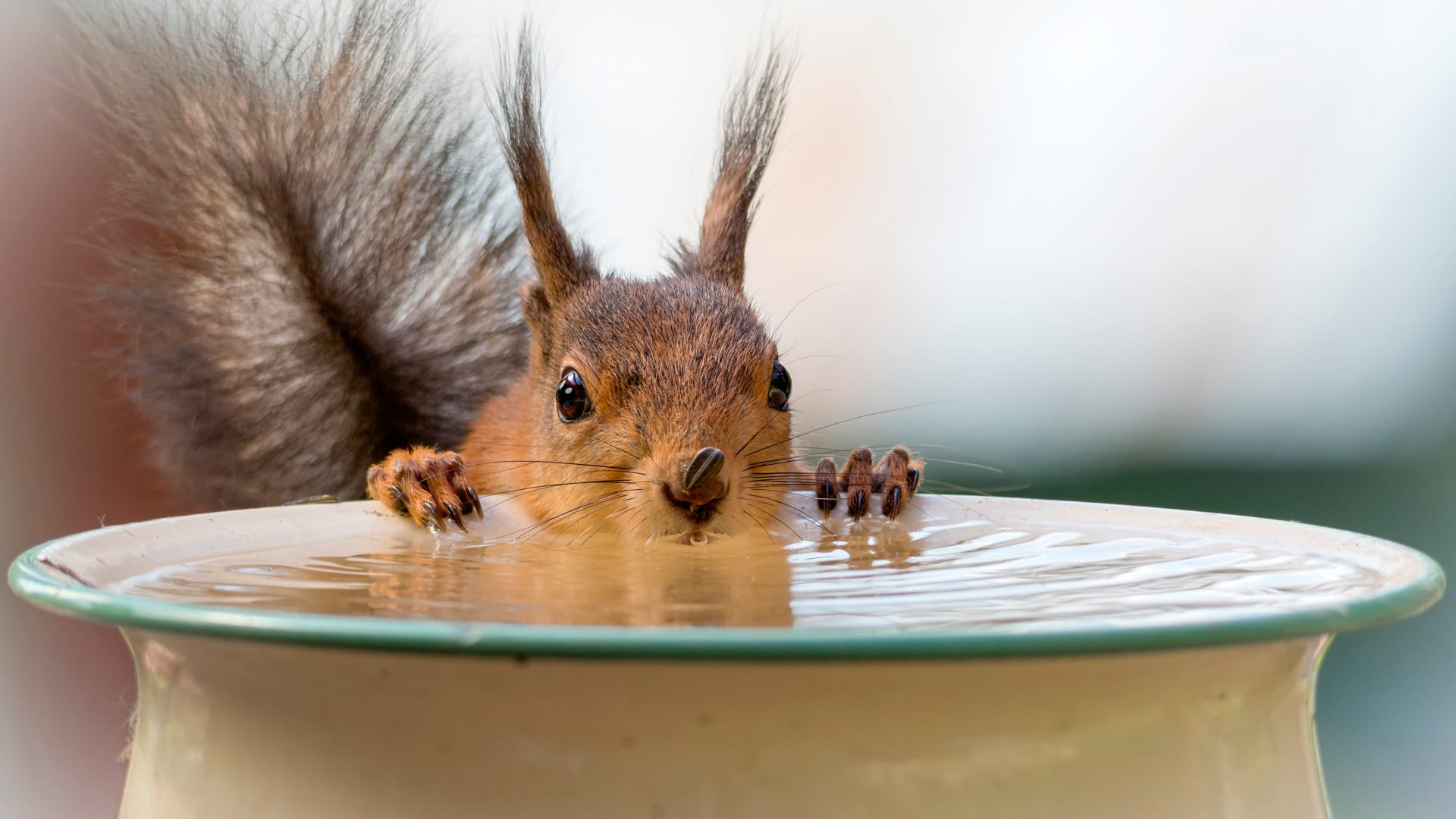 Ein Eichhörnchen beim Wassertrinken. Ein Sonnenblumenkern klebt noch an der Nase.