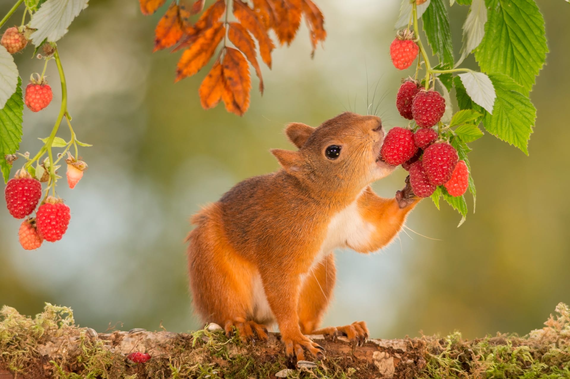 Eichhörnchen mögen nicht nur Nüsse, auch Früchte stehen auf ihrem Speiseplan.