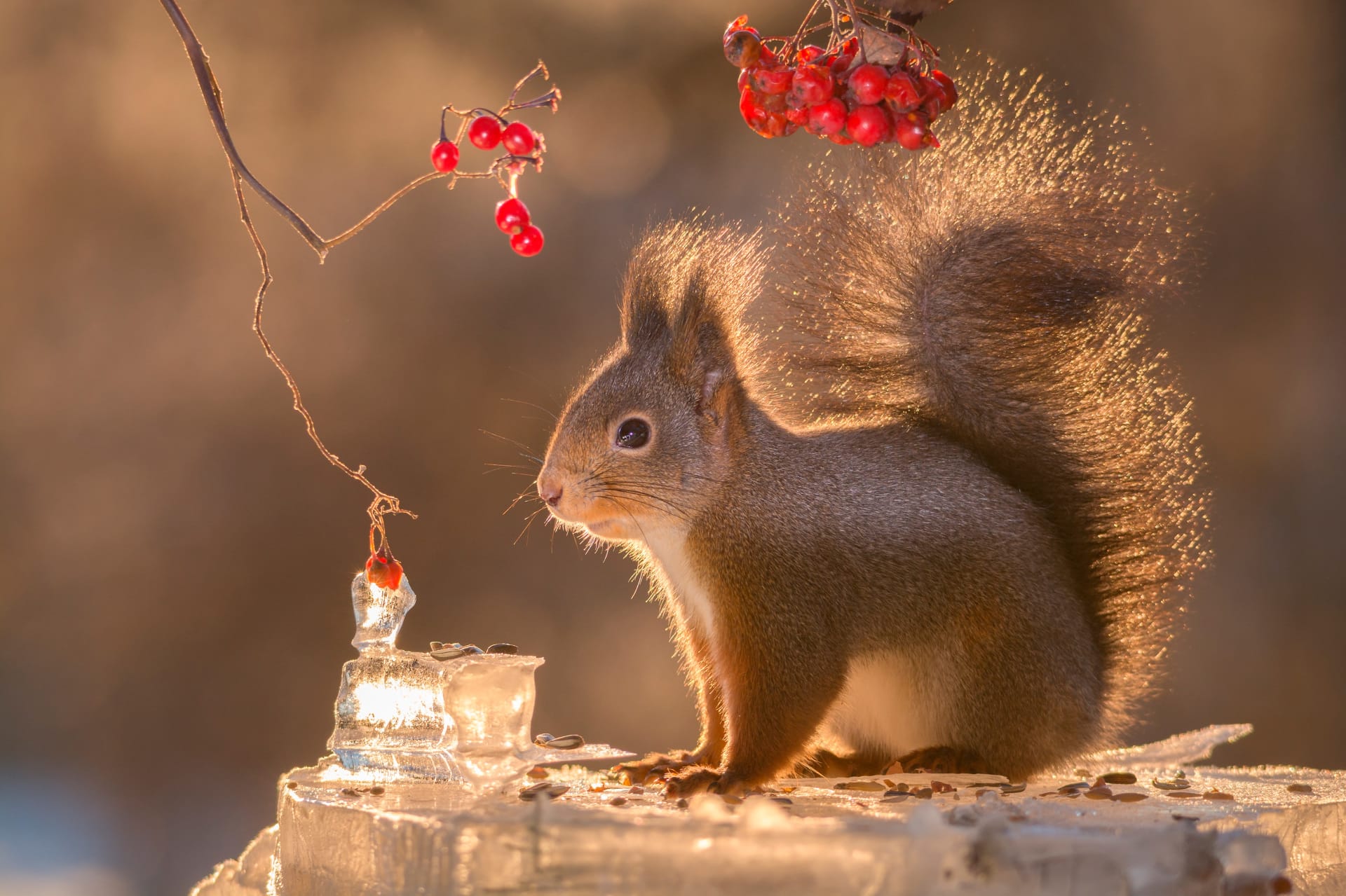 Dieses Eichhörnchen steht auf einer Eisplatte und posiert im Sonnenlicht.