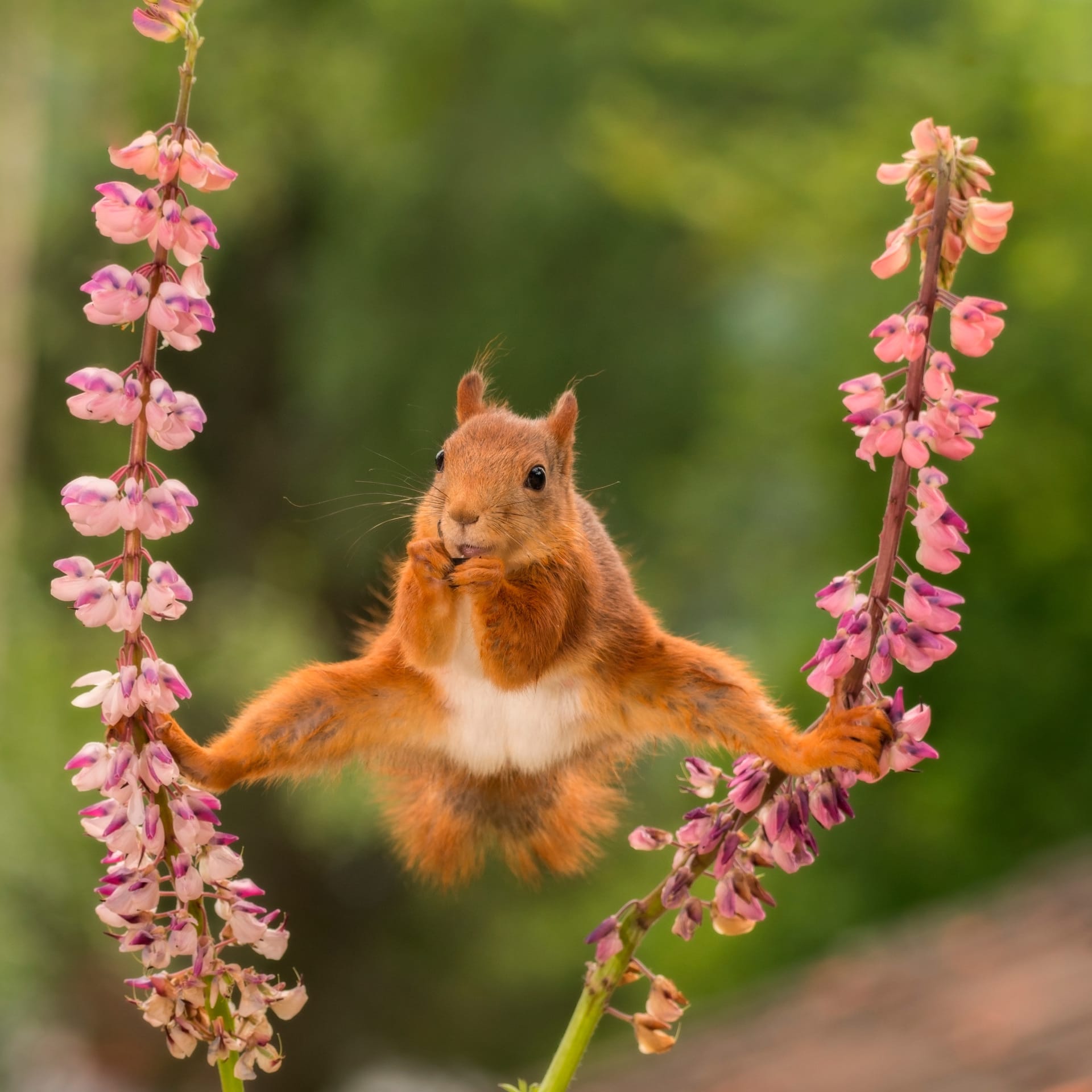 Eichhörnchen können ganz schön akrobatisch sein: Hier frisst ein Nager im Spagat.
