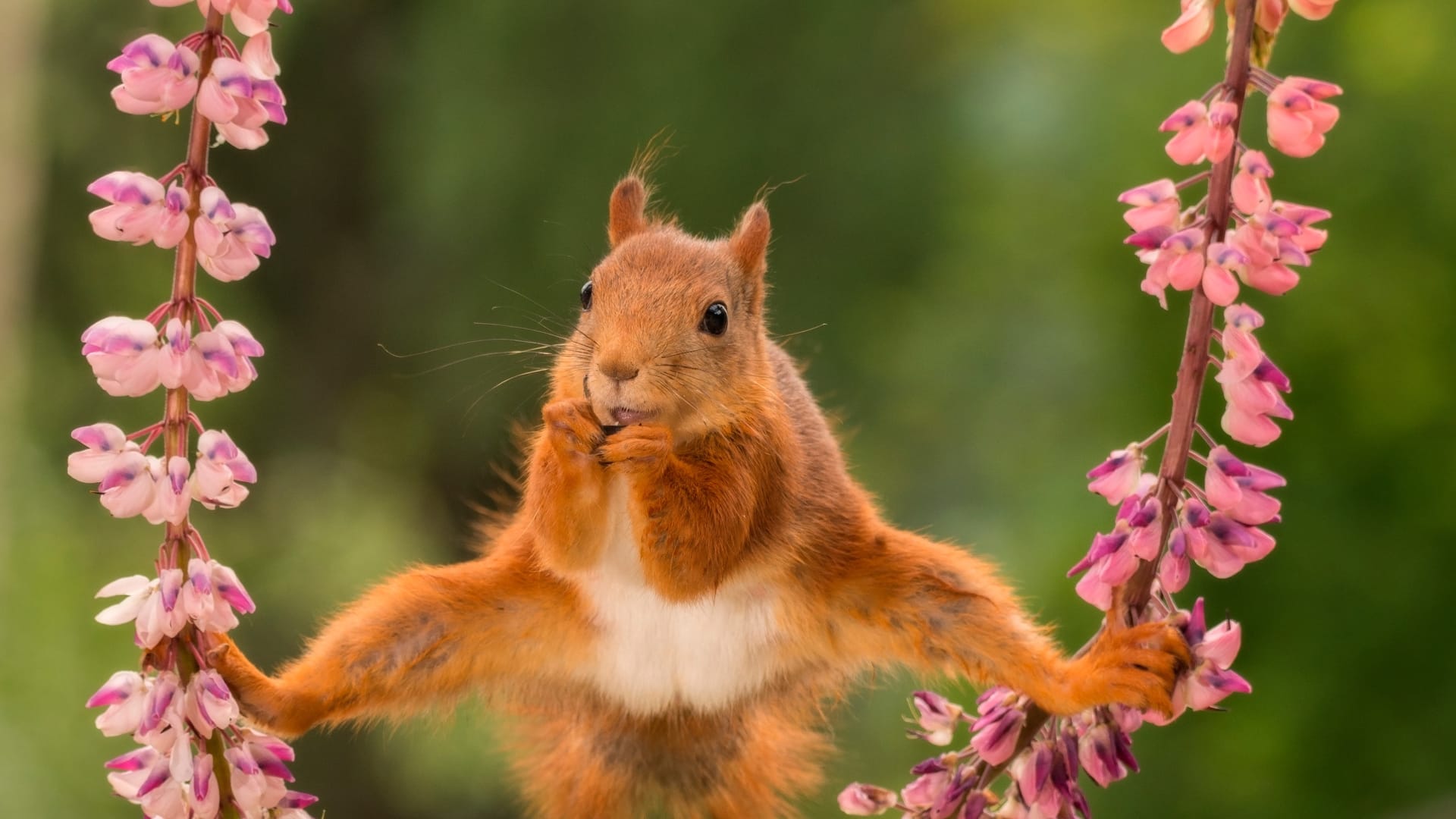 Eichhörnchen können ganz schön akrobatisch sein: Hier frisst ein Nager im Spagat.