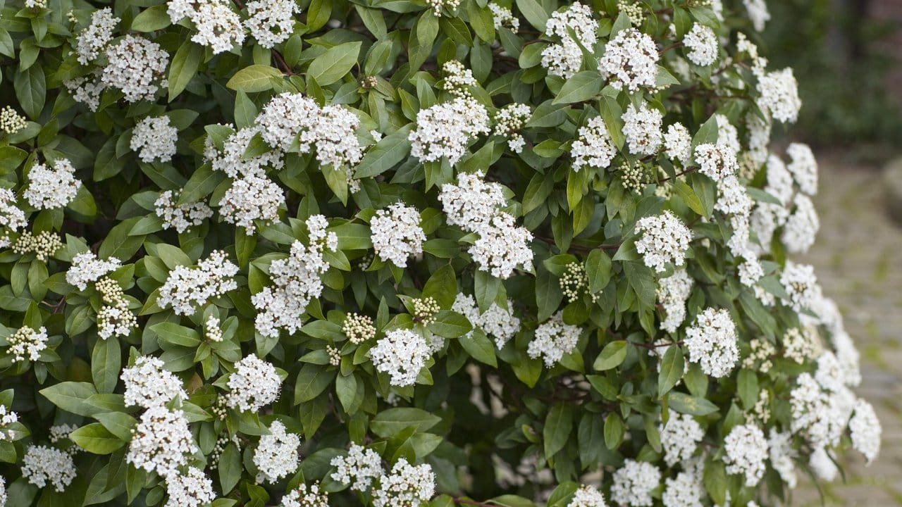 Der Mittelmeer-Schneeball (Viburnum tinus) blüht bei uns normalerweise zwischen März und April. Der Mittelmeer-Schneeball (Viburnum tinus) blüht bei uns normalerweise zwischen März und April.