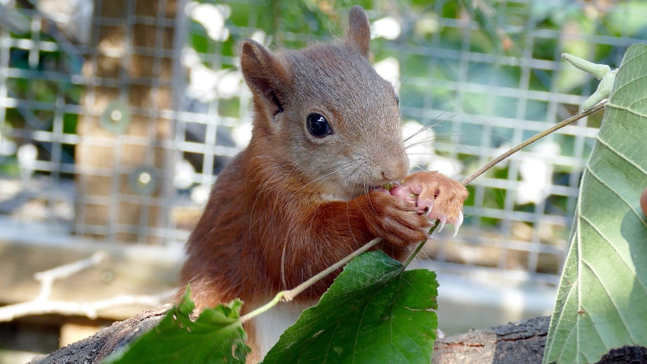 Hartnäckiges Tier - das Eichhörnchen "Pippilotta". Hartnäckiges Tier - das Eichhörnchen "Pippilotta".
