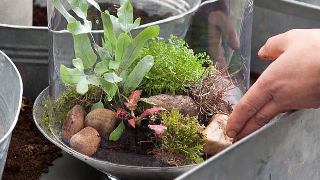 Funktioniert das Ökosystem im bepflanzen Glas einwandfrei, ist der weitere Pflegeaufwand minimal - abgesehen vom regelmäßigen Entstauben.