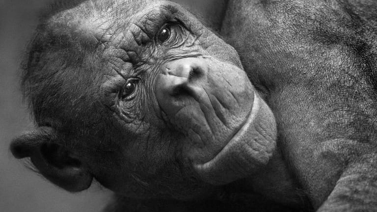 Bei diesem von Rolf Walther aufgenommenen Schwarzweiß-Bild kommt das Gesicht des Primaten durch den Lichteinfall von rechts gut zur Geltung.