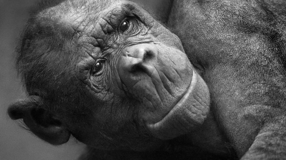 Bei diesem von Rolf Walther aufgenommenen Schwarzweiß-Bild kommt das Gesicht des Primaten durch den Lichteinfall von rechts gut zur Geltung.