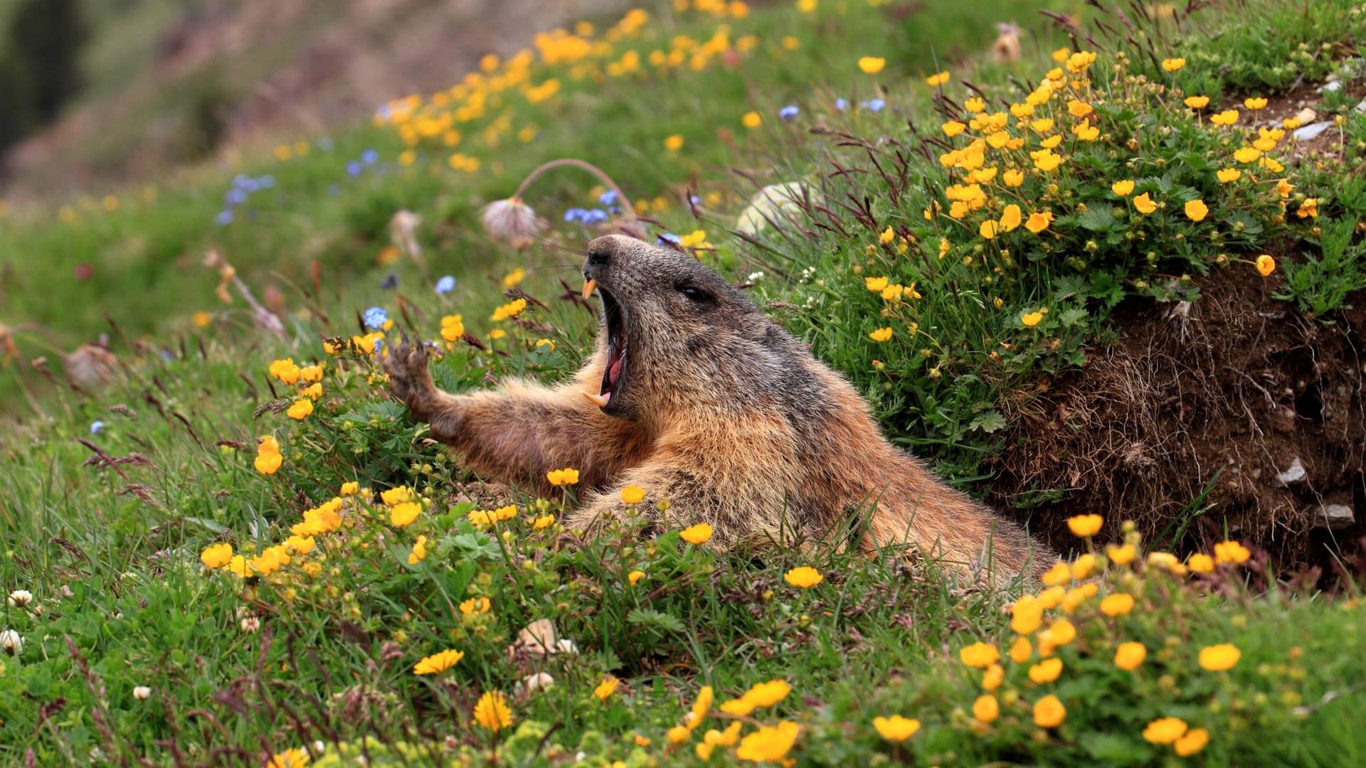 Meist wachen die Tiere Ende April oder Anfang Mai aus ihrem Winterschlaf auf.