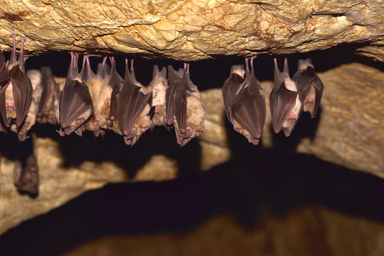 Fledermäuse halten ihren Winterschlaf gerne in Höhlen.