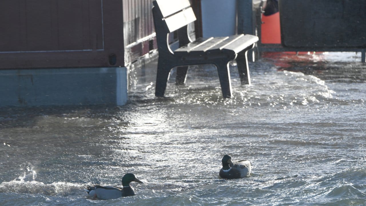 Enten schwimmen am Hafen von Laboe über einen überfluteten Weg.