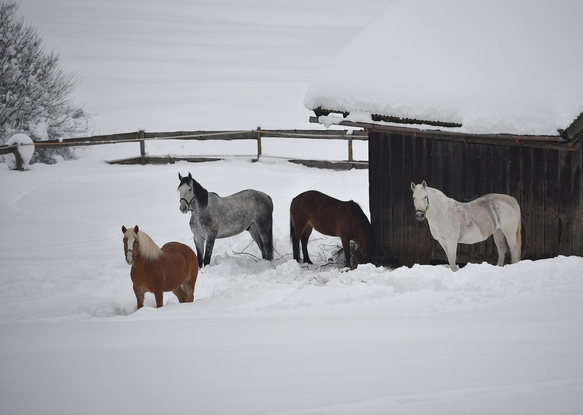Auch die Tiere müssen mit dem Schnee klarkommen: Hier stehen Pferde in Garmisch-Partenkirchen.