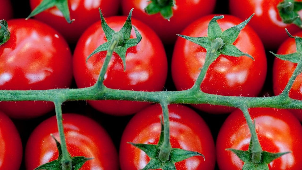 Die Dosis macht das Gift: Der grüne Strunk von Tomaten kann Kopf- oder Bauchschmerzen verursachen - allerdings nur, wenn man wirklich sehr viel davon isst.