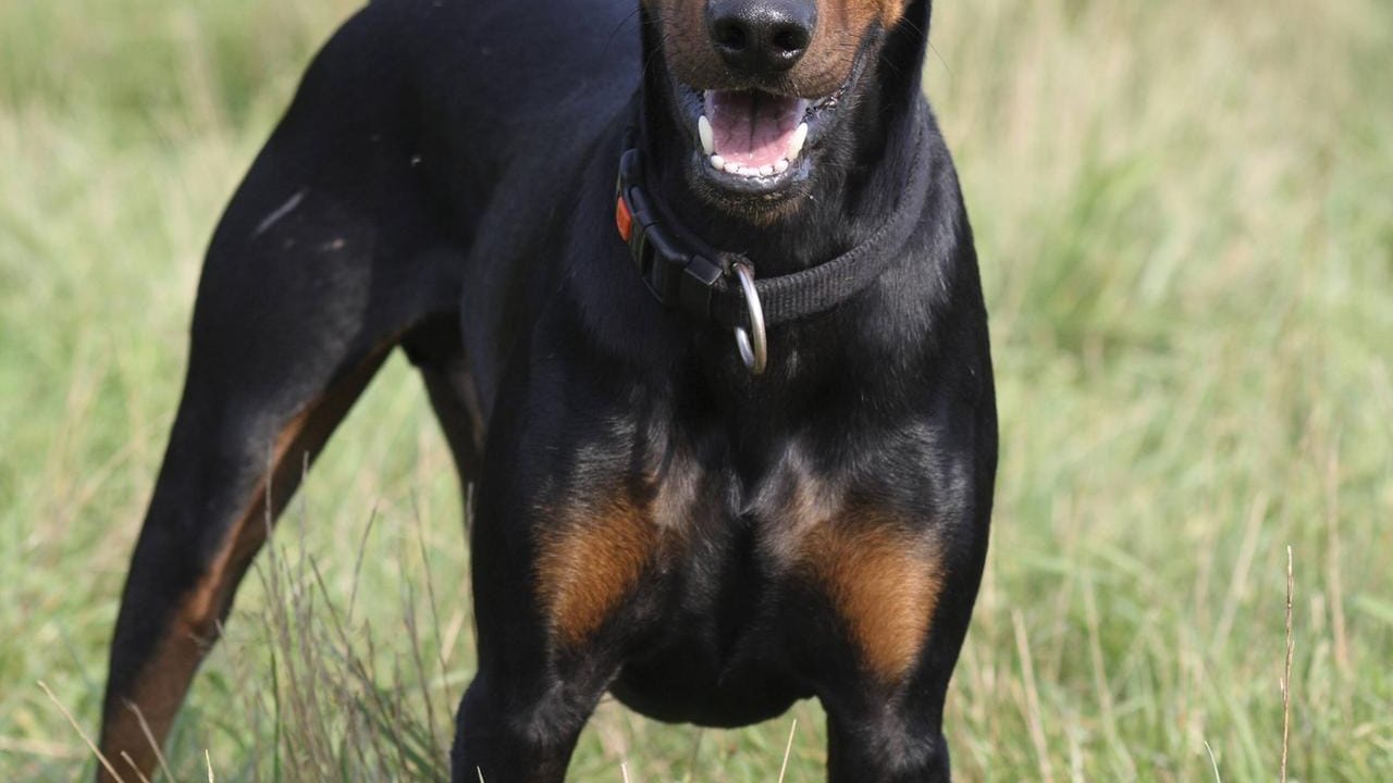 Der Deutsche Pinscher ist sehr temperamentvoll, klug und selbstsicher. Er ist sowohl ein Familien- als auch ein Wachhund.