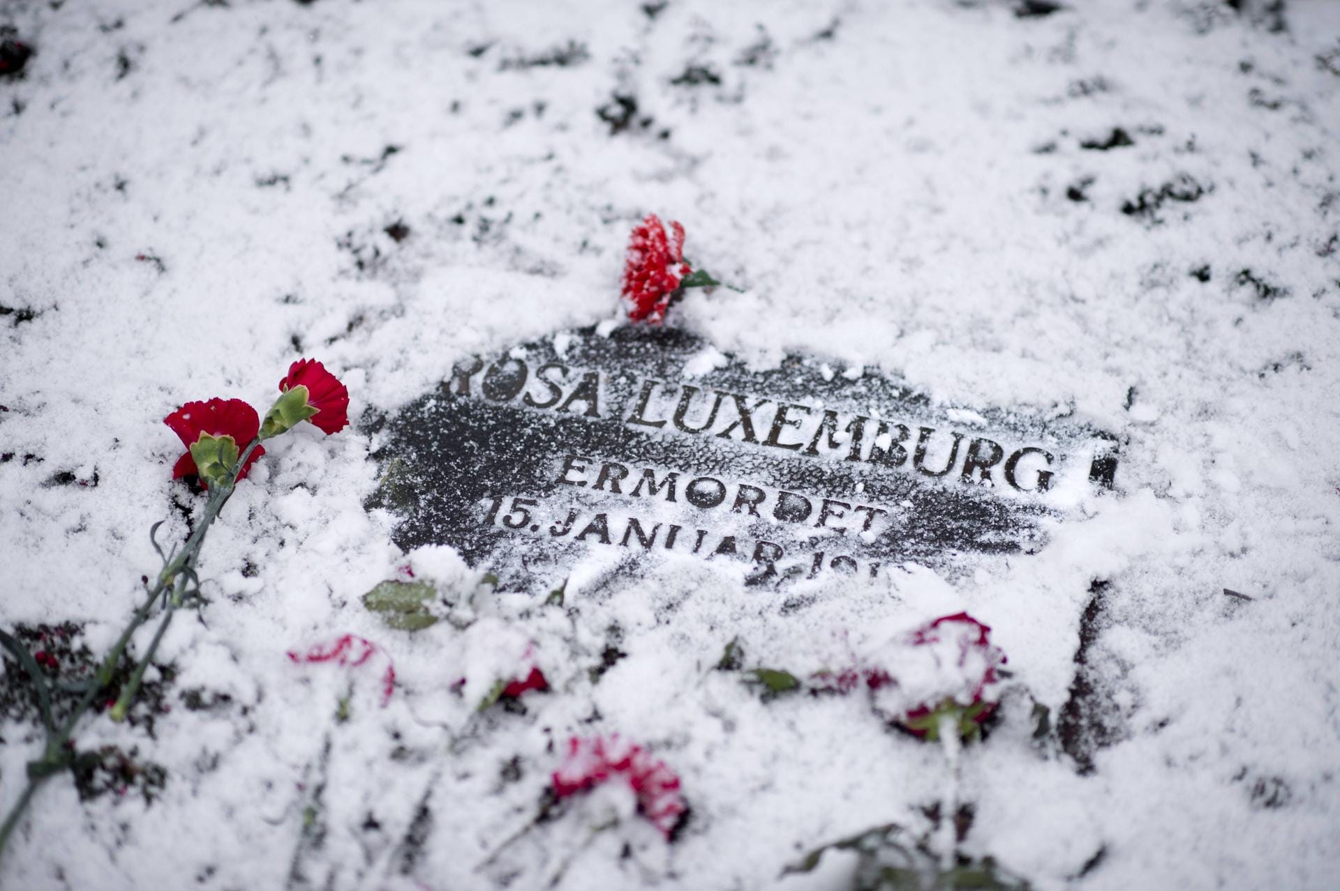 Auf dem Zentralfriedhof Friedrichsfelde in Berlin werden Luxemburg und Liebkknecht beigesetzt. Linke, Sozialisten, Kommunisten und Sozialdemokraten erinnern an den Tag der Ermordung.