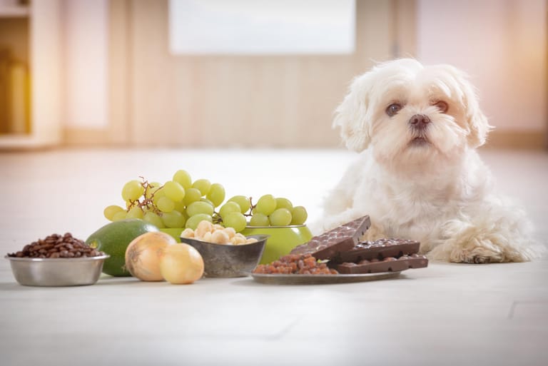 Giftige Lebensmittel für Hunde: Einige für den Menschen harmlose Lebensmittel können für Hunde schwer verdaulich oder sogar giftig sein.