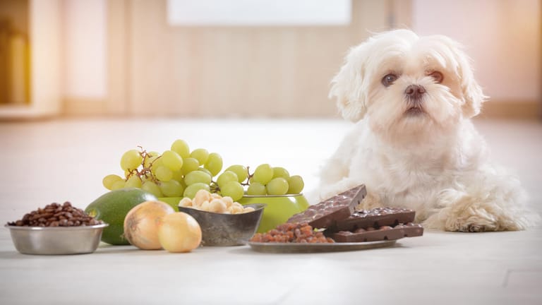 Giftige Lebensmittel für Hunde: Einige für den Menschen harmlose Lebensmittel können für Hunde schwer verdaulich oder sogar giftig sein.