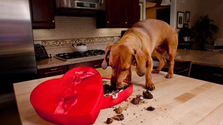 Der im Kakao enthaltene Stoff Theobromin kann von Hunden nur sehr schwer verdaut werden. Kleinere Hunde, die große Mengen Schokolade gefressen haben, können an den Folgen sogar sterben. Daher sollten Sie derartige Naschereien nie offen herumliegen lassen.