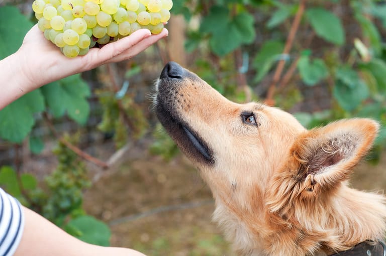 Weintrauben sind nichts für Hunde: Schon zehn Gramm verzehrter Trauben pro Kilogramm Körpergewicht können bei Hunden Erbrechen, Bauchkrämpfe und Durchfall auslösen.
