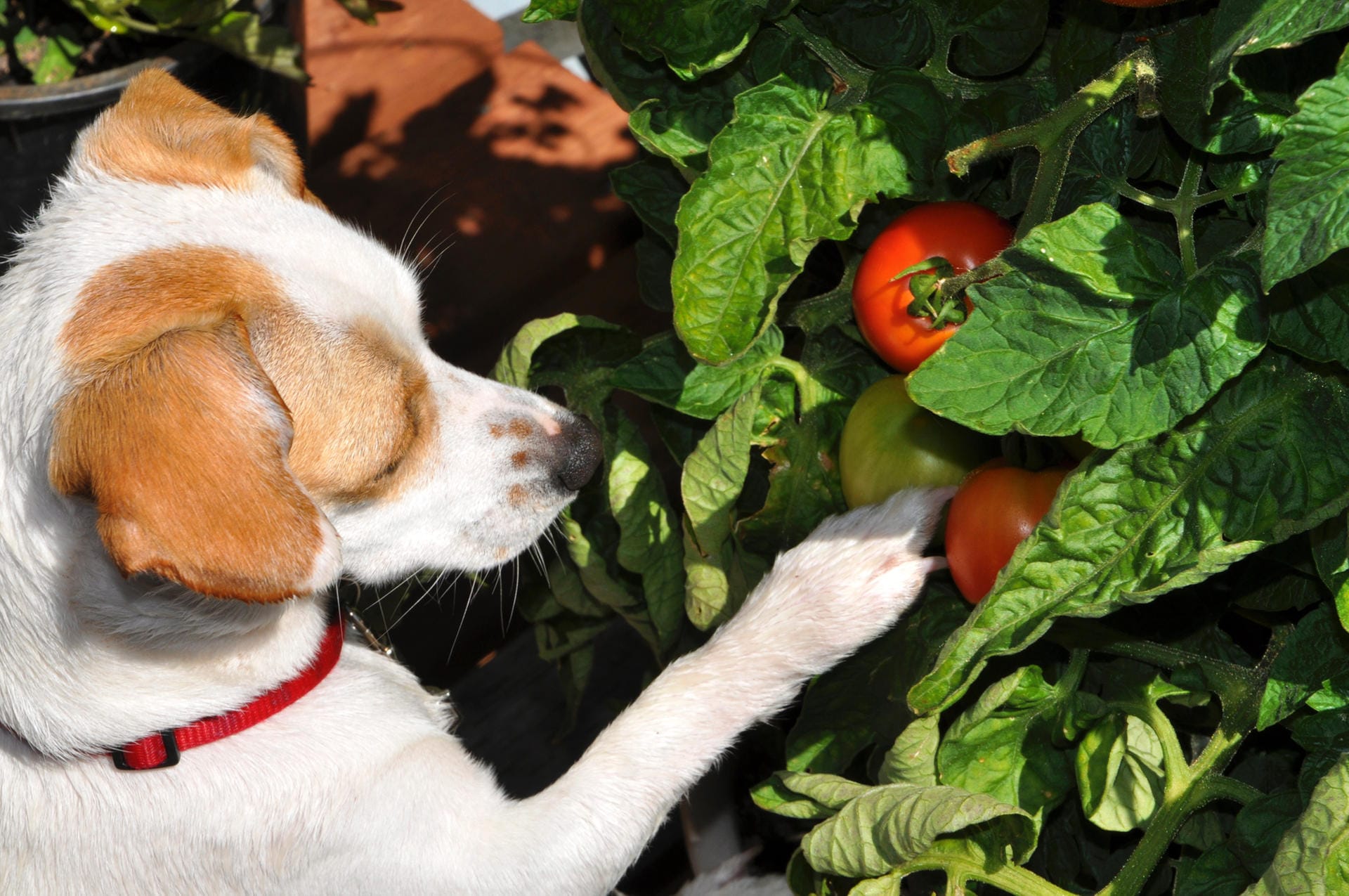 Hunde vertragen keine Tomaten: In verschiedenen Nachtschattengewächsen wie Auberginen, Paprika und Tomaten ist Solanin enthalten, das bei Hunden zu Brechdurchfall führen kann.