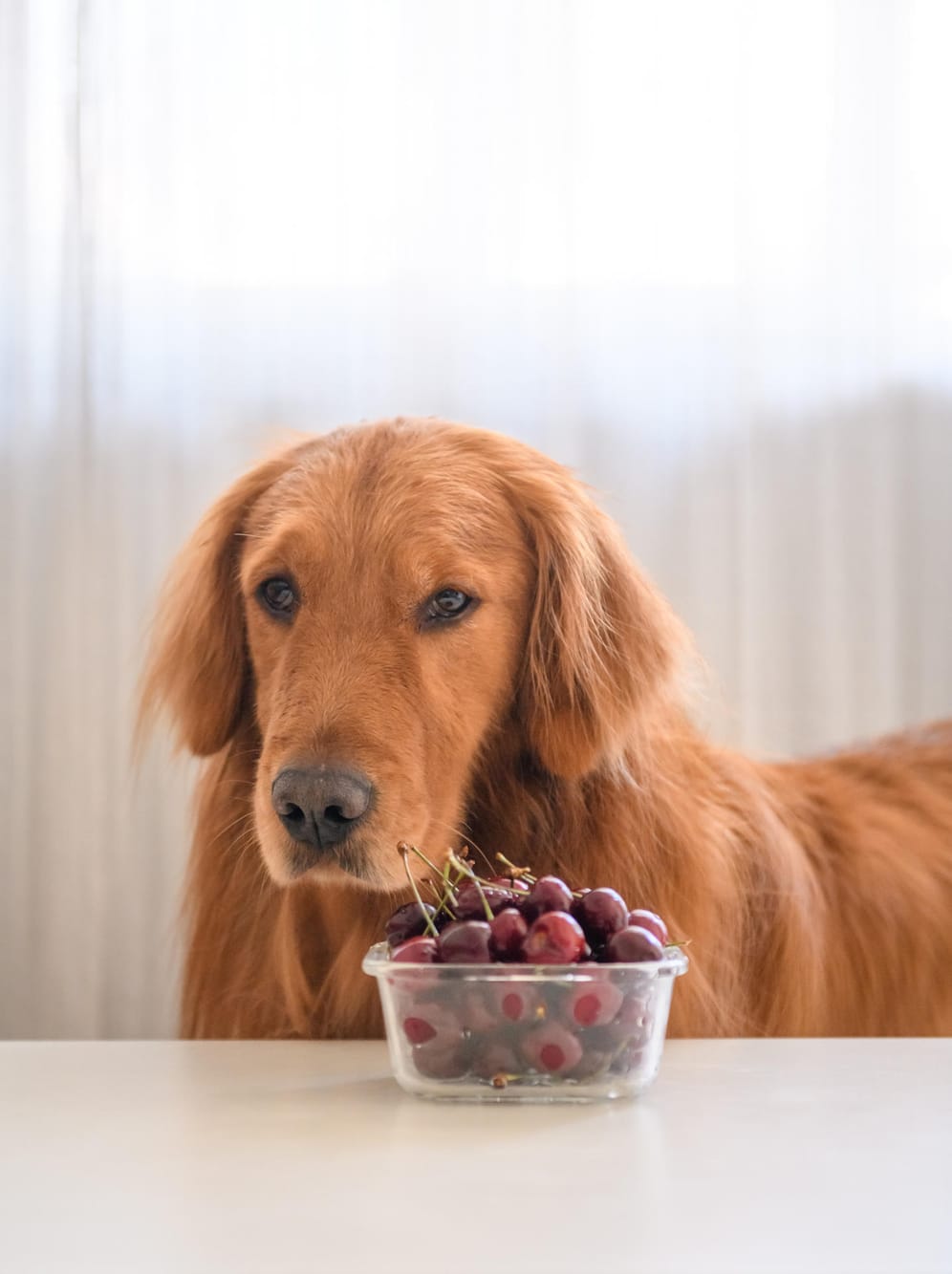 Hunde sollten kein Steinobst fressen: Kirschen, Pfirsiche oder Pflaumen enthalten Kerne, die beim Verschlucken die Darmschleimhaut der Hunde verletzen oder im schlimmsten Fall zu einem Darmverschluss führen können.