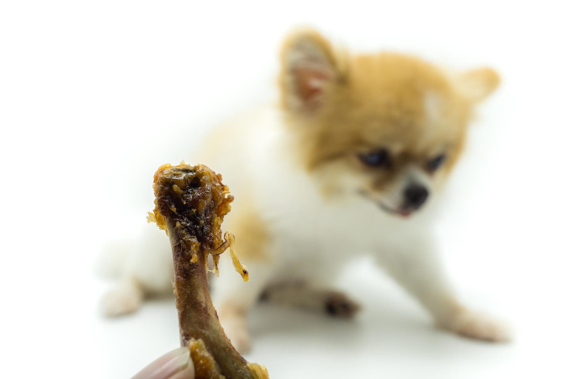 Keine Hühnerknochen für Hunde: Hohle Knochen in gekochtem Zustand wie Hühnerknochen sind für Hunde besonders gefährlich. Sie können leicht splittern und das Tier beim Verschlucken verletzen.