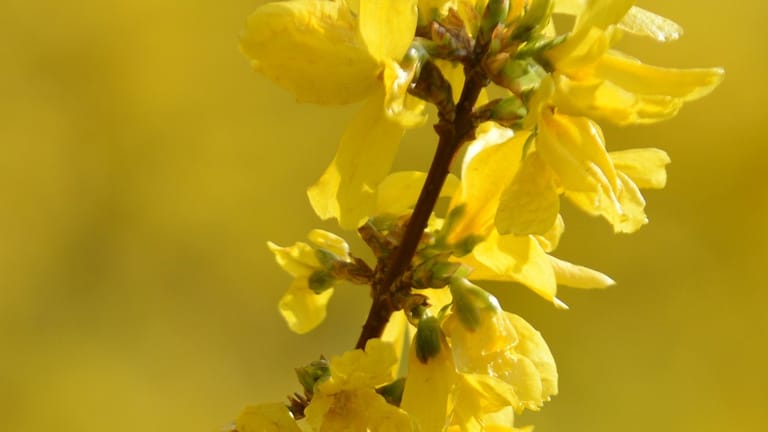 Die Blüten der Forsythie kommen besonders intensiv zur Geltung, da sie sich entfalten, wenn der Ast noch keine Blätter trägt.