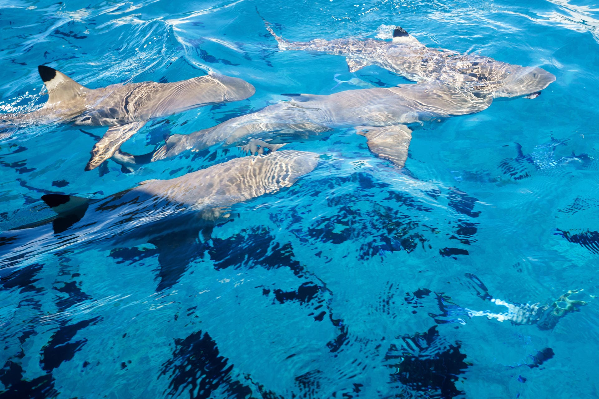 Schwarzspitzen-Riffhaie: Die Schwarzspitzen-Riffhaie umkreisen das Ausflugsboot jenseits des Riffs auf Bora Bora – auf der Insel kann man mit den Tieren schnorcheln.