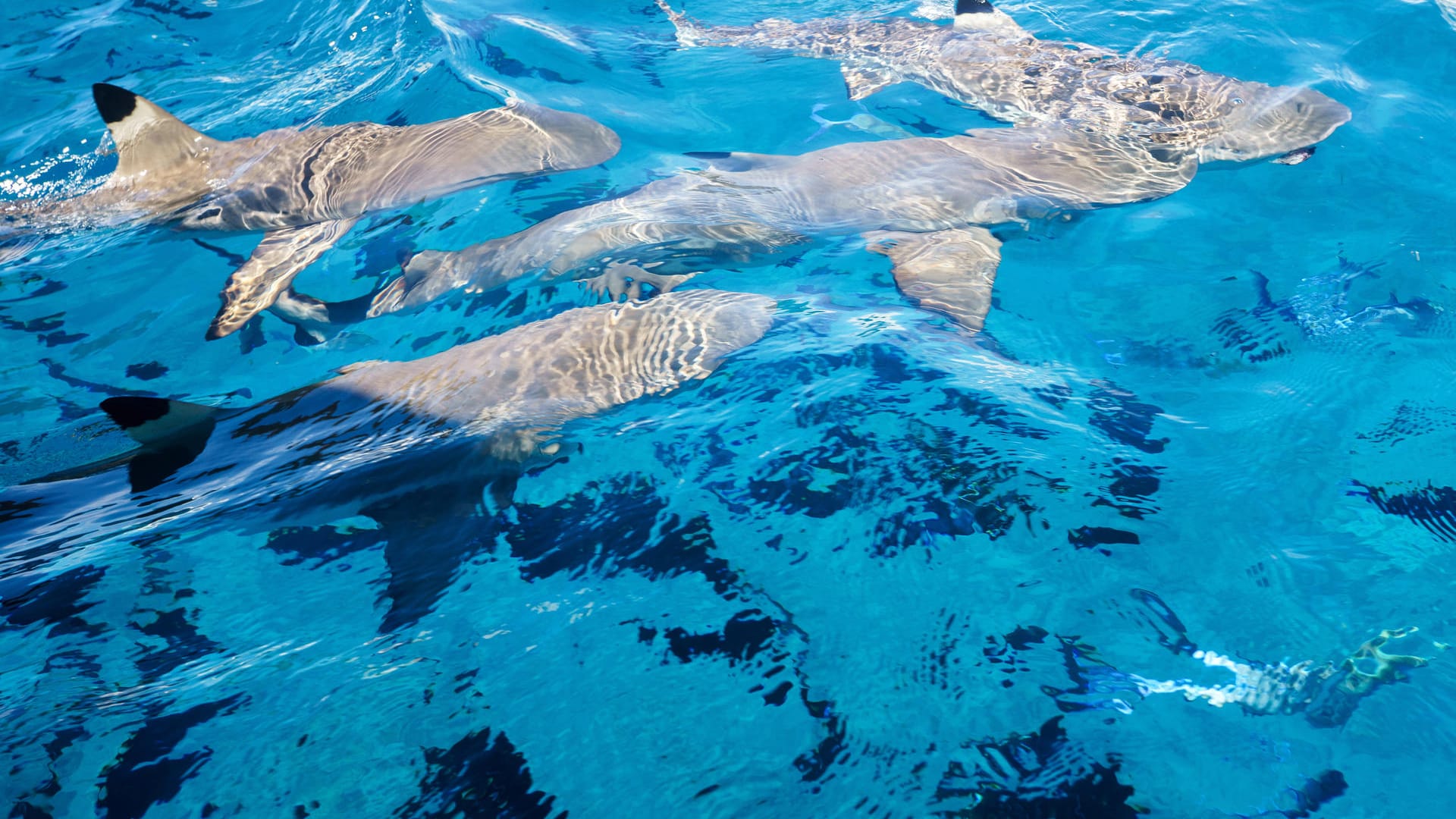 Schwarzspitzen-Riffhaie: Die Schwarzspitzen-Riffhaie umkreisen das Ausflugsboot jenseits des Riffs auf Bora Bora – auf der Insel kann man mit den Tieren schnorcheln.