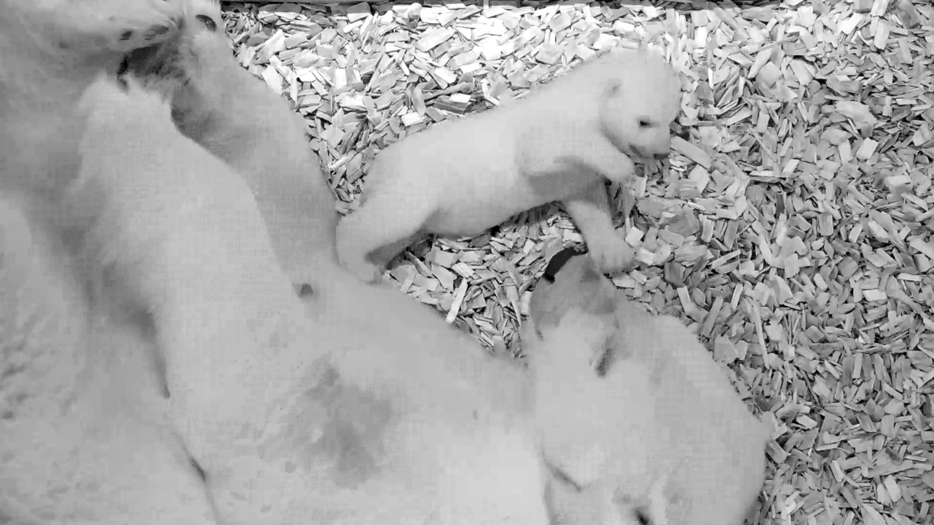 Noch fällt das Laufen schwer – hier liegt das Eisbärenbaby auf Streu an seiner Mutter. Dass die Tiere etwas bräuchten, um laufen zu lernen, sei aber ganz normal, sagt Tierparkdirektor Knieriem.