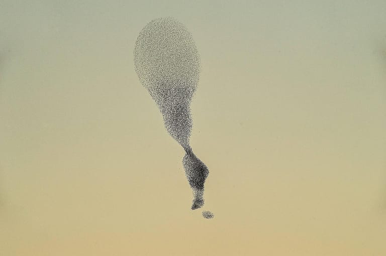 Star: Besonders faszinierend für Beobachter ist der Flug der Vögel im Schwarm.