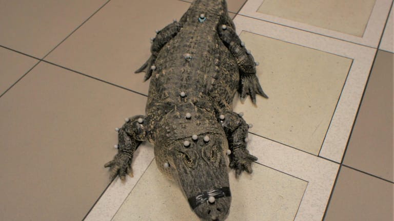 Mr Stubbs ohne Schwanz: Der kleine Alligator kann sich schlecht bewegen und muss lernen, wie ein Hund zu schwimmen.